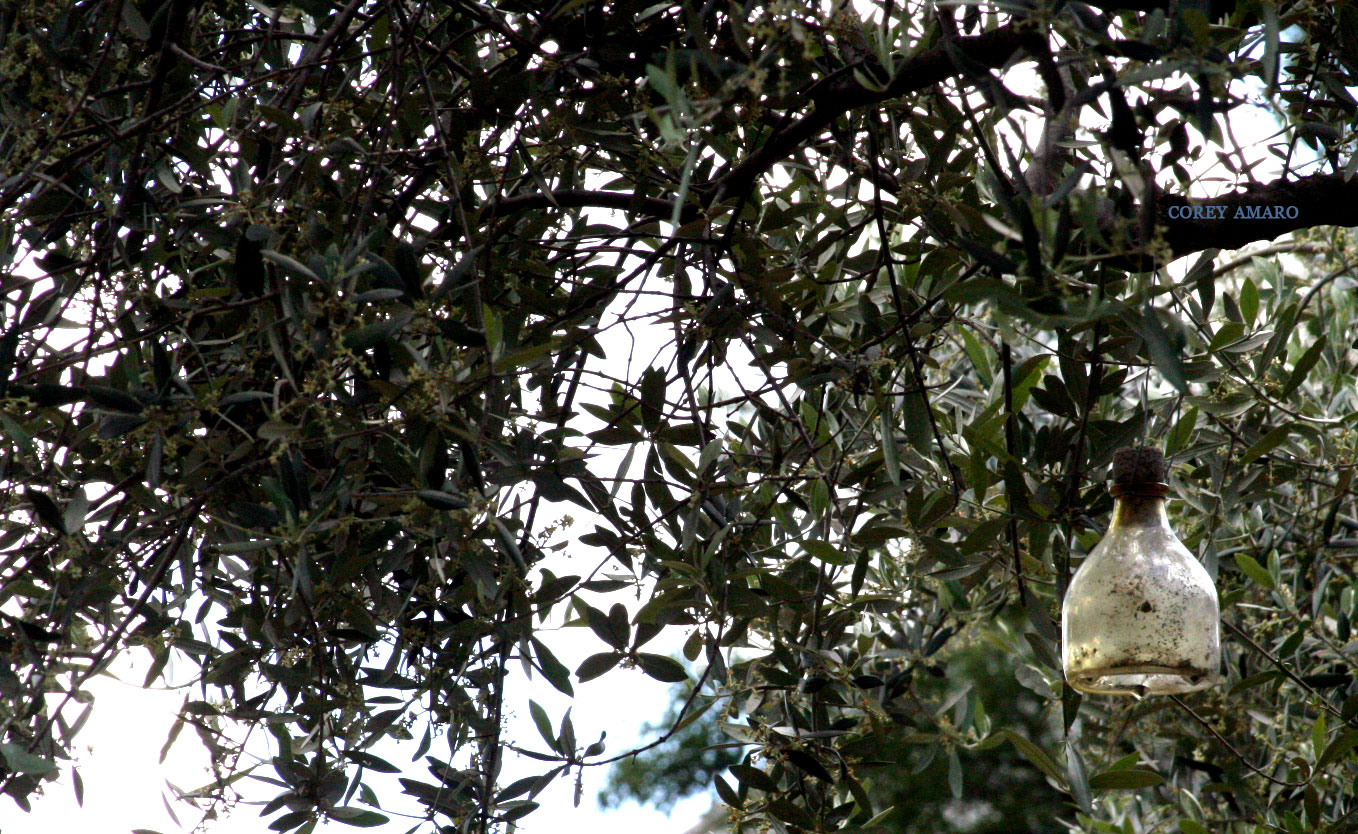 Olive-Orchard-France