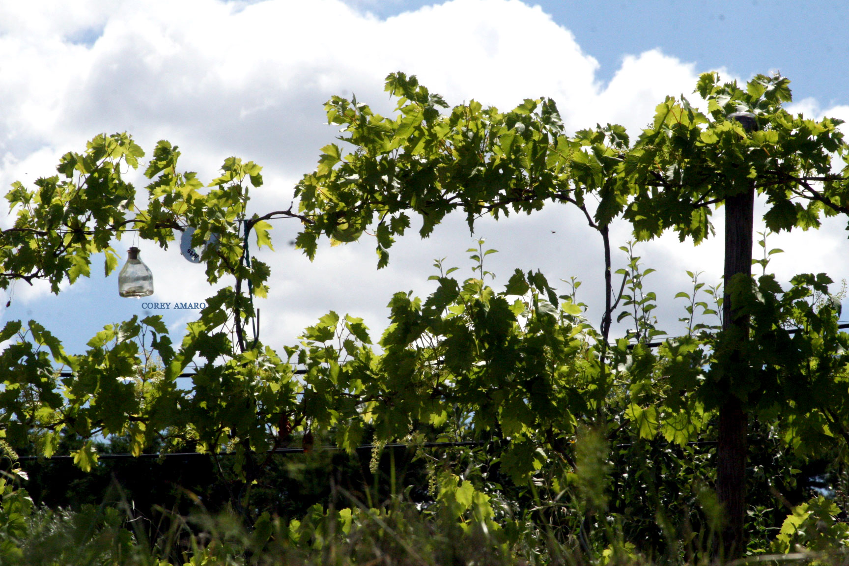 French-vineyard