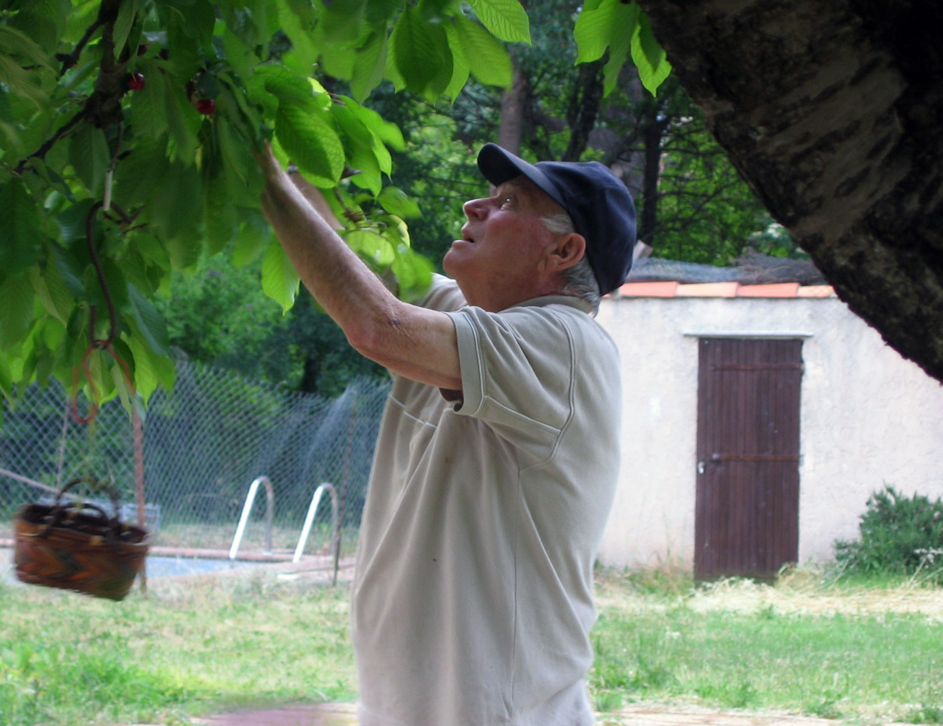 Mr-Porte-cherry-tree