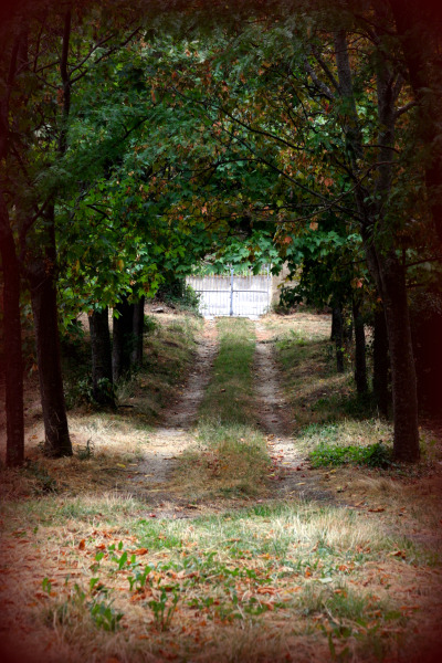 French chateau, Tree lined passage