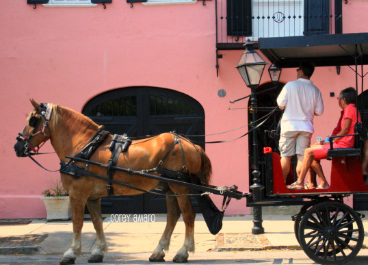 Charleston, horse ride