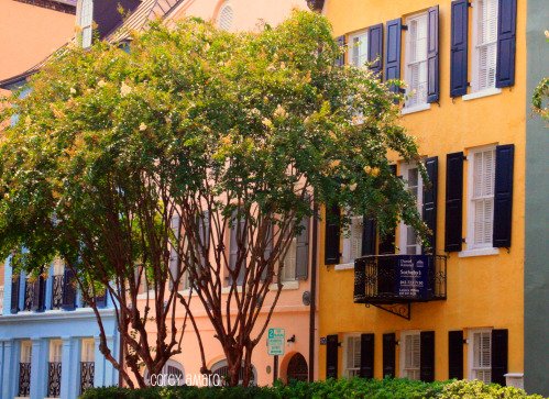Painted ladies charleston