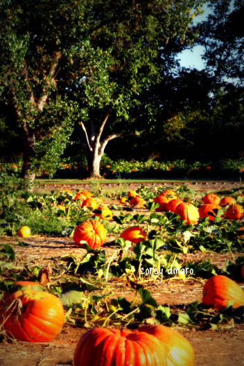 Pumpkin patch bishop farms