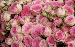 Pink-roses-paris