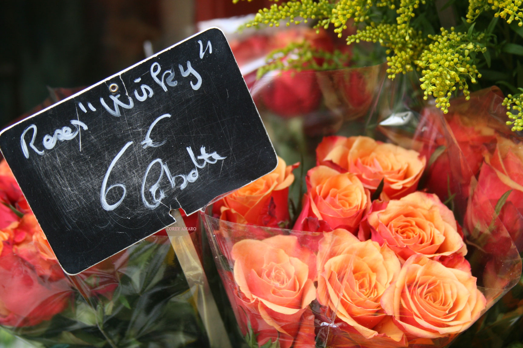Roses-paris