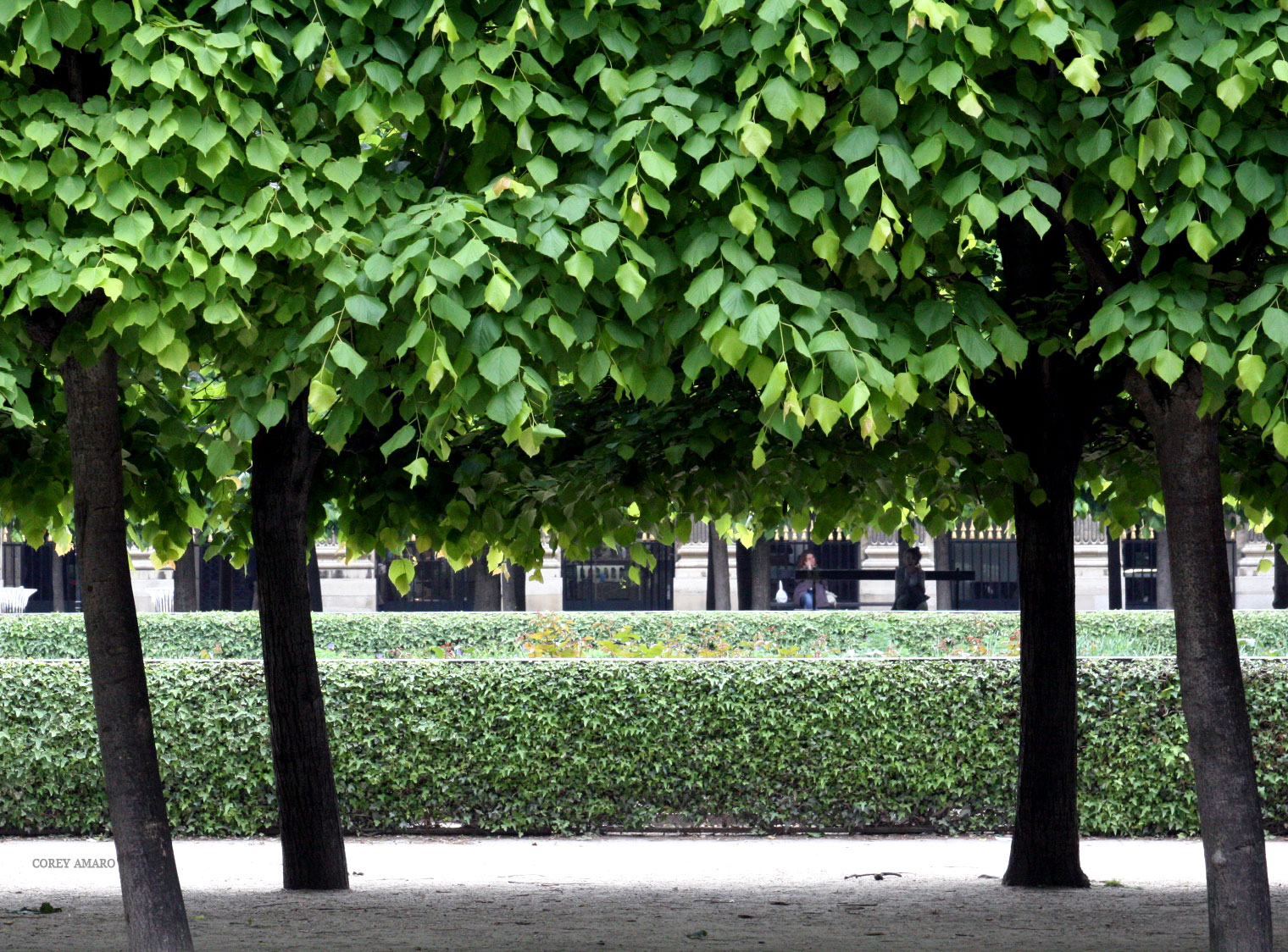 Trees-palais-royal