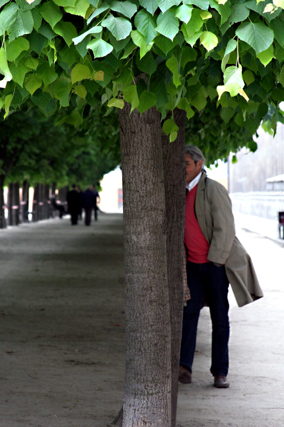 Trees-palais-royal