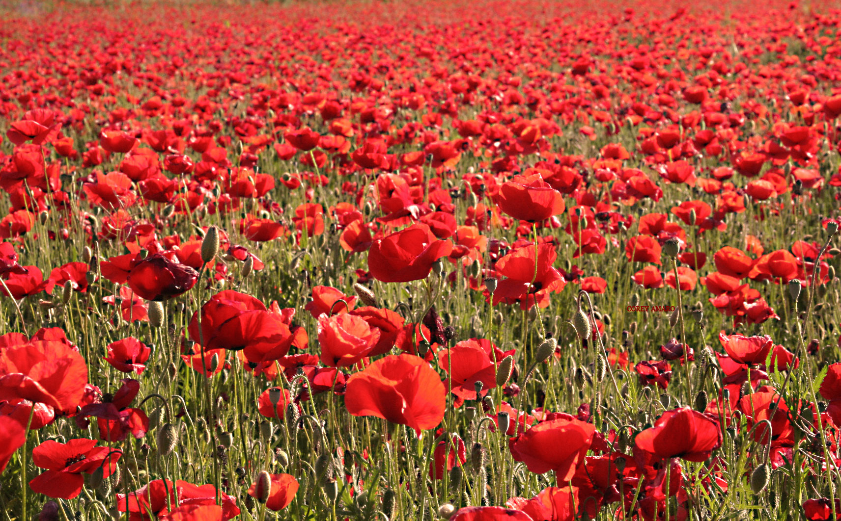 Field-of-poppies Field-of-poppies