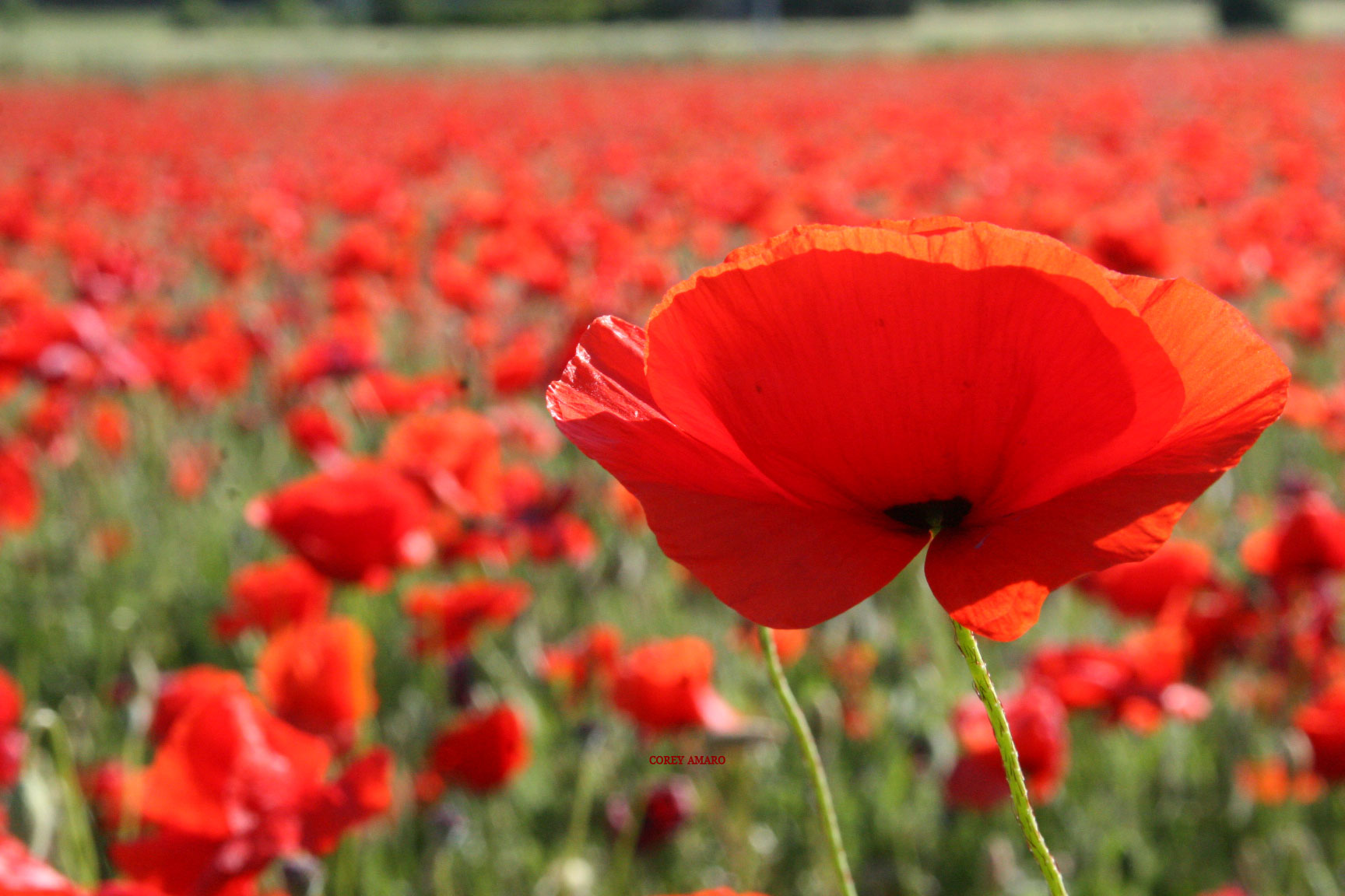 One-red-poppy One-red-poppy