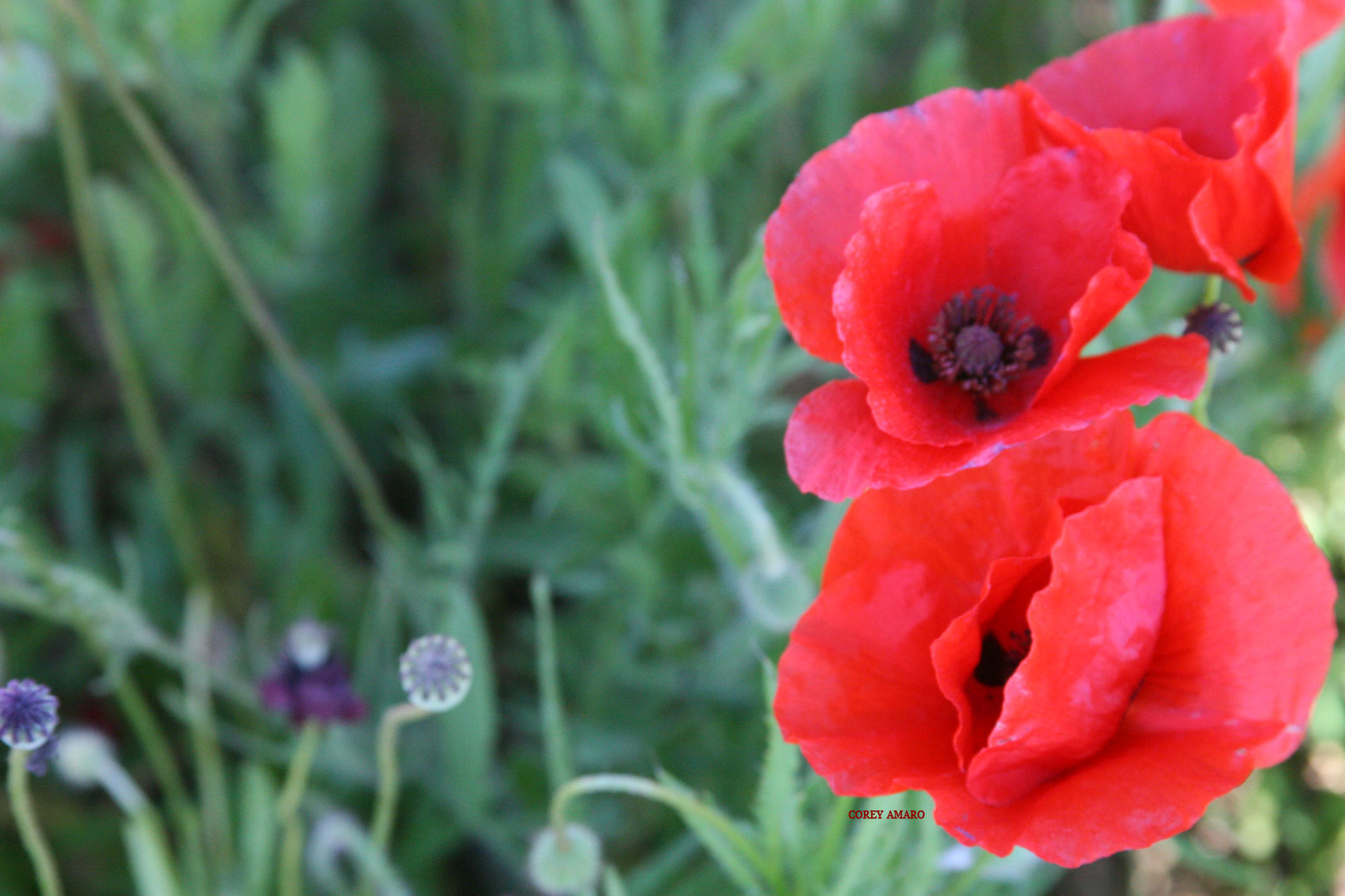 Red Red