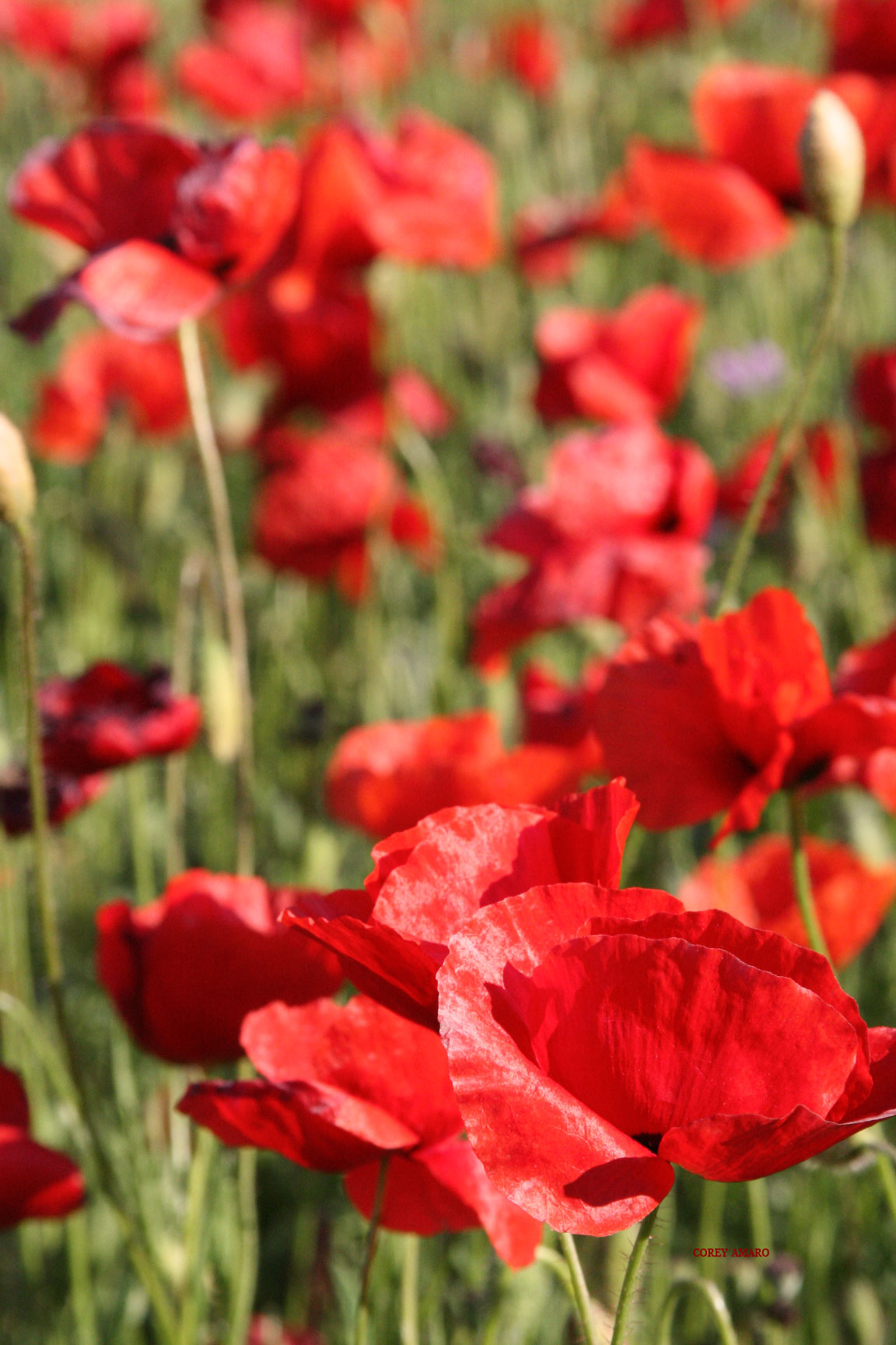 Poppies-red Poppies-red