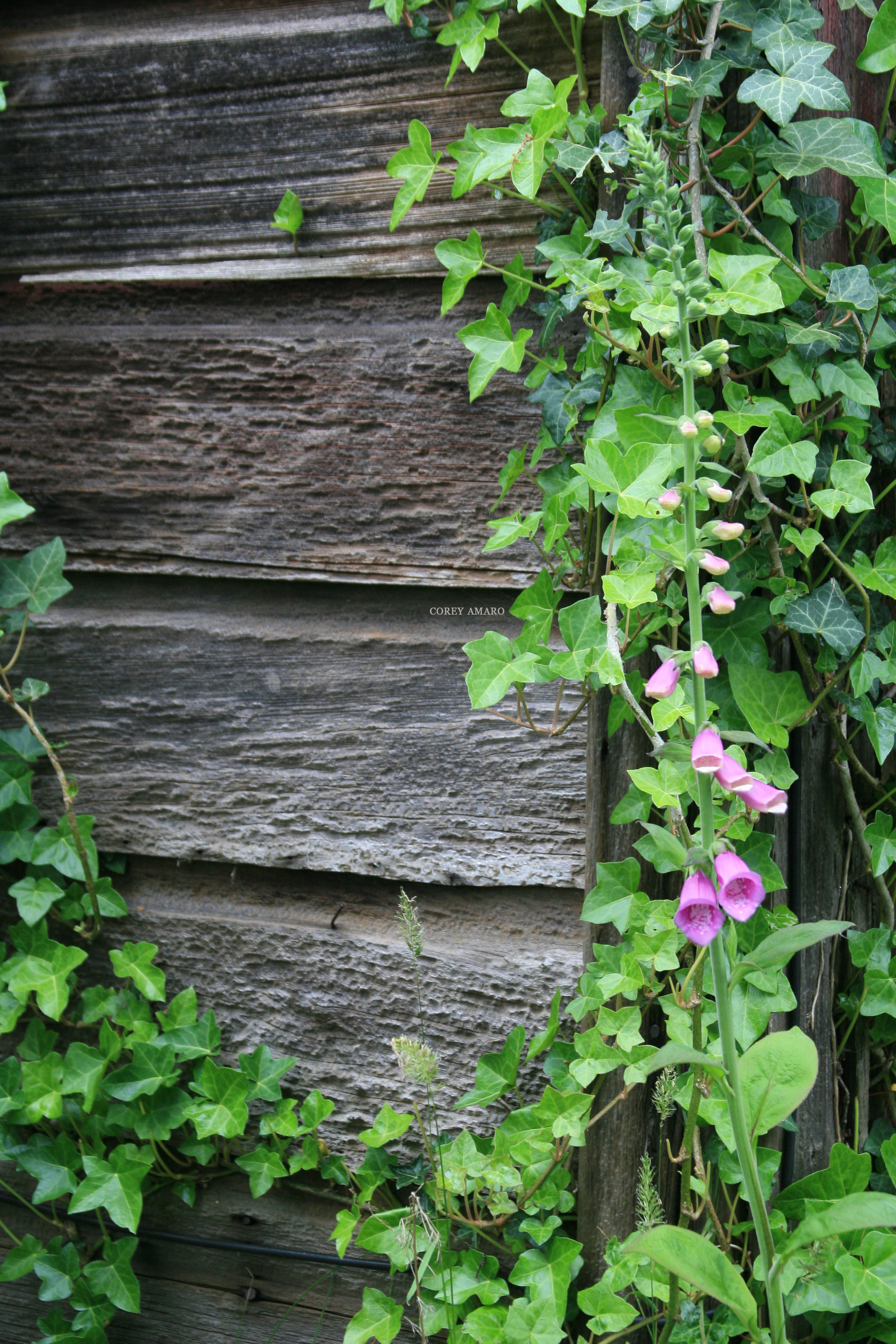 foxgloves