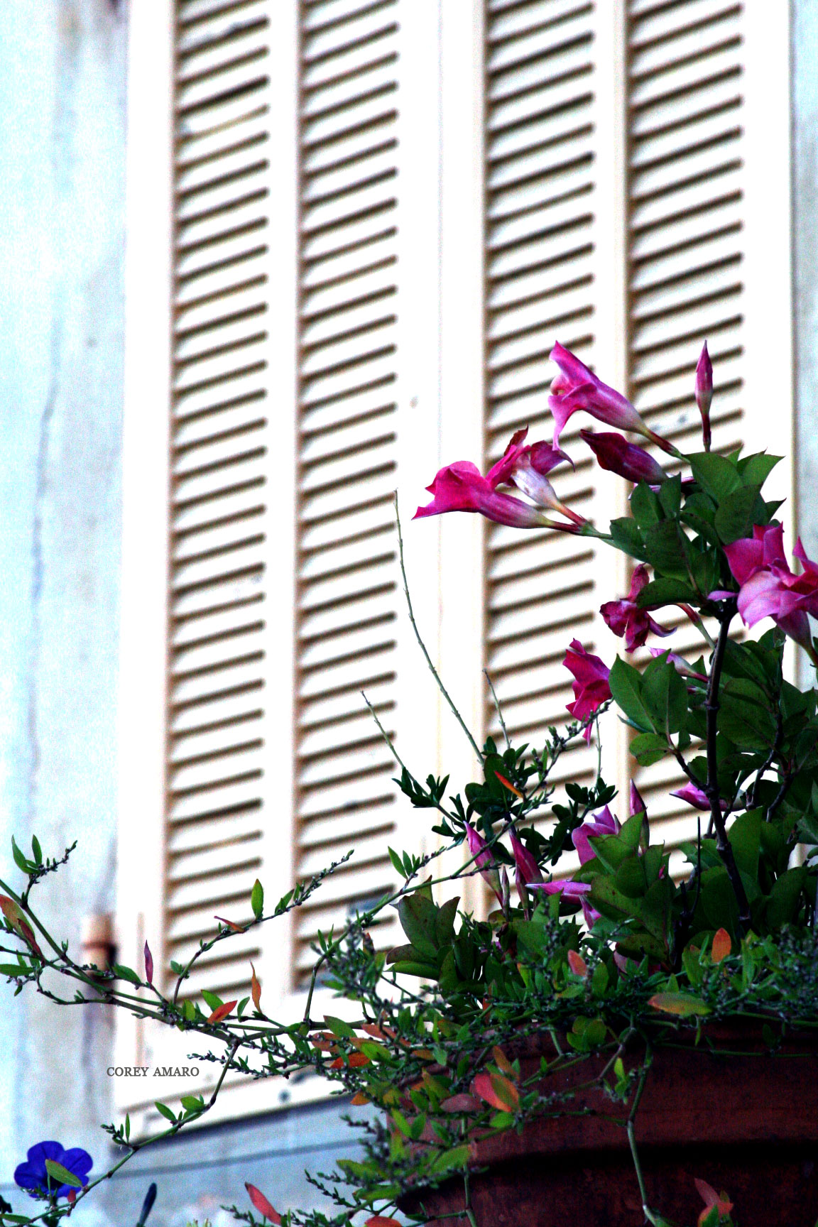 Flowers-by-shutters