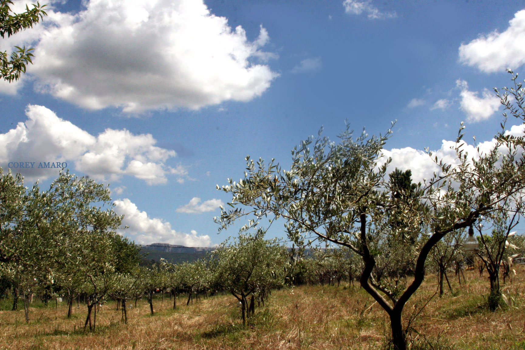 Olive-trees