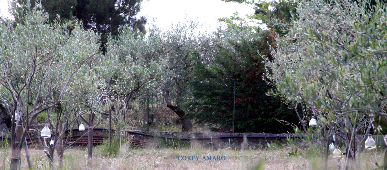 Olive-trees-france