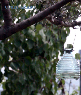 Fly-catcher