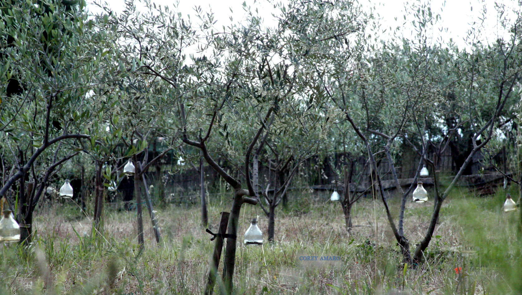 Fly-catchers-in-olive-trees