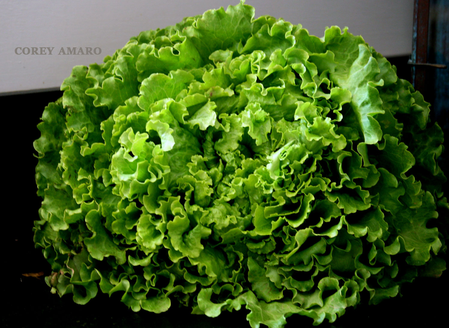 Leafy-lettuce