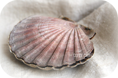 Shell box