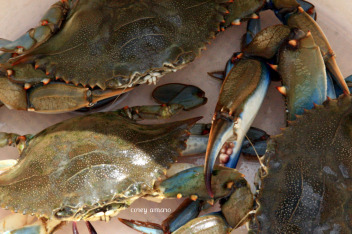 Blue crabs