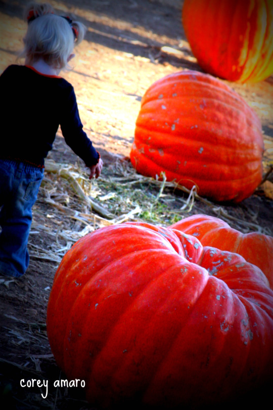 Pumpkin patch