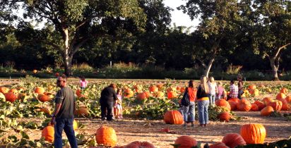 Bishop farms pumpkin