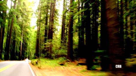Redwoods