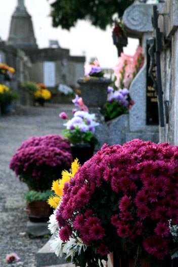 IMG_mums french cemetery IMG_mums french cemetery