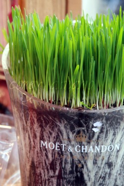 Wheat grass