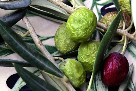 Provence-olives on branch Provence-olives on branch