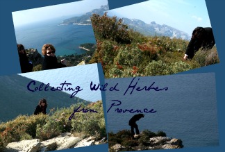 Collecting herbes de provence Collecting herbes de provence