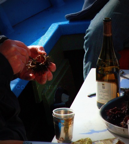 Oursins with white wine