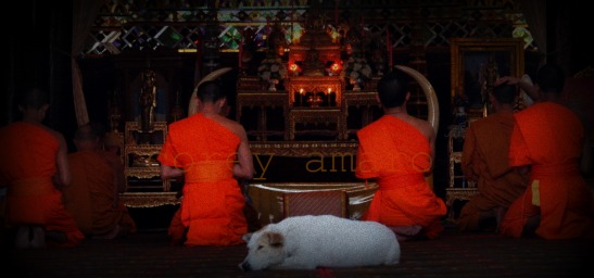 Buddhist monks praying Buddhist monks praying
