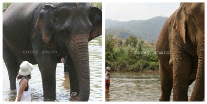 Elephants in the water