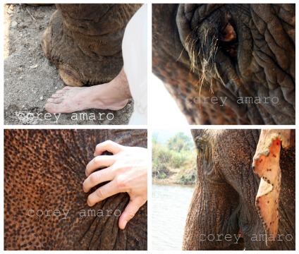 Elephant's eyelashes