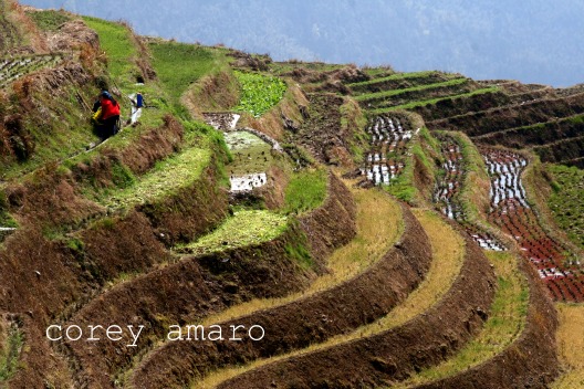 Rice fields longsheng planted Rice fields longsheng planted