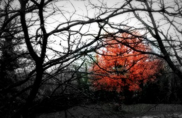 Tree in garden Tree in garden