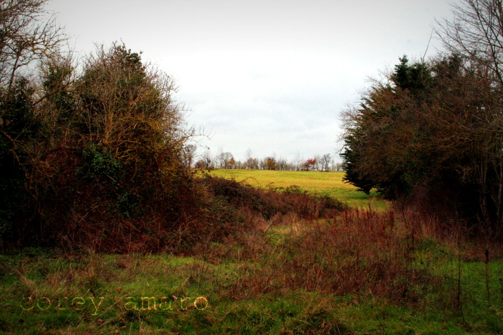 Field behind the grange Field behind the grange