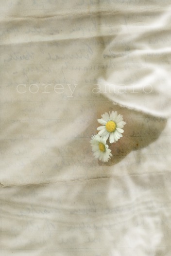 Daisies in hand Daisies in hand