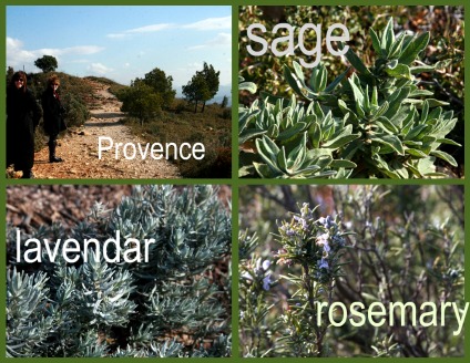 Provence herbs Provence herbs