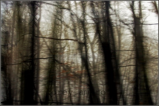 Forest through the trees