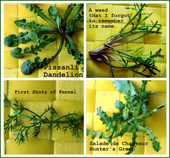 Pissanli, fennel, salade de chasseur Pissanli, fennel, salade de chasseur