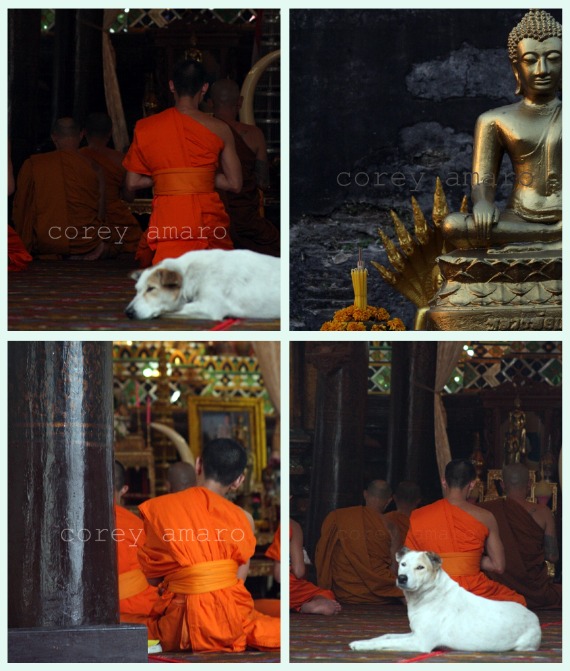Praying, budda, monks, dog Praying, budda, monks, dog