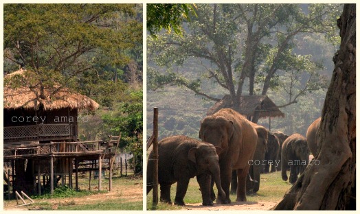 Elephant Nature Park