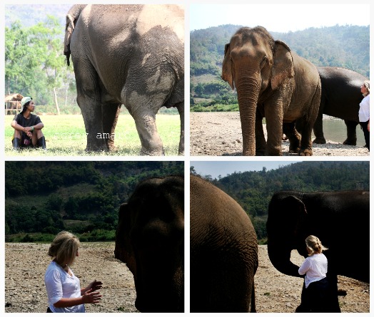 A walk with the elephants