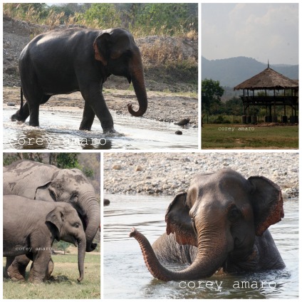 Elephants in Thailand nature park