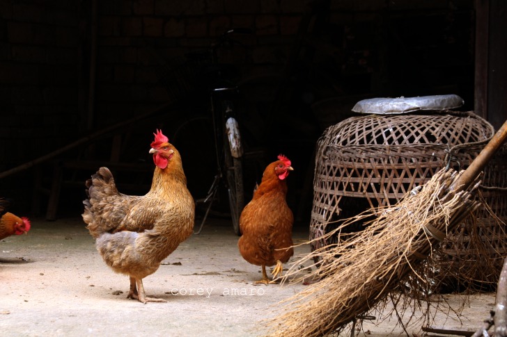 Fat chickens and roosters Fat chickens and roosters
