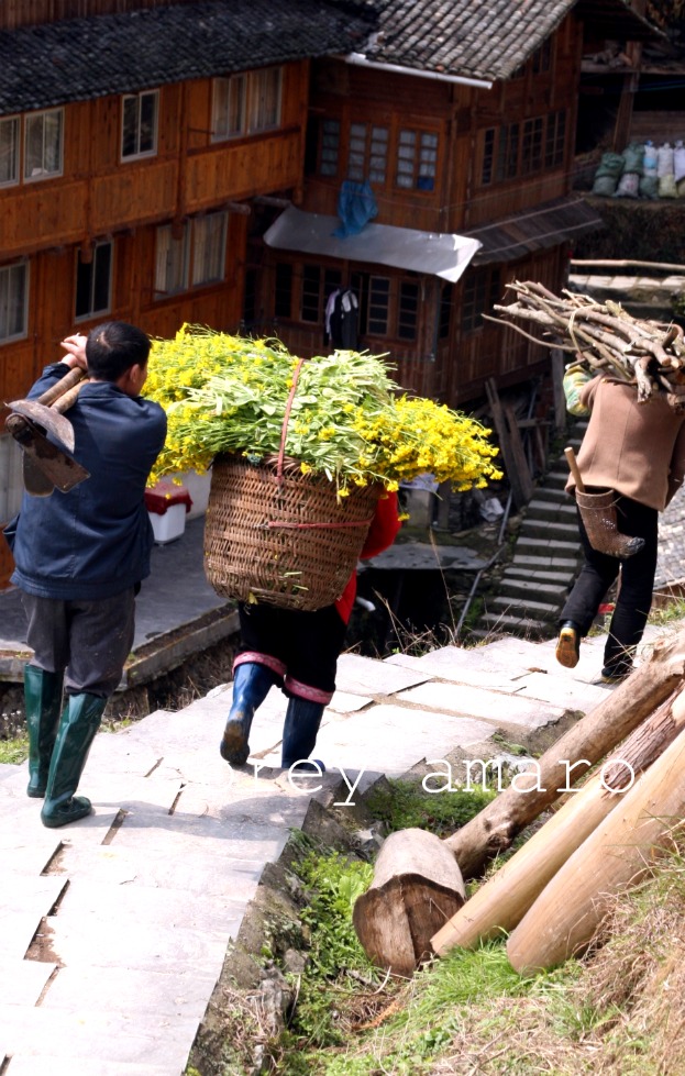 China harvest