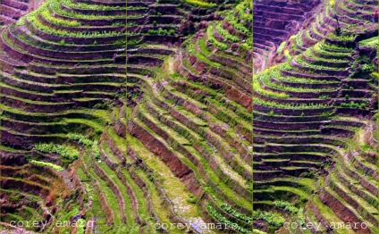 China hand planted rice fields China hand planted rice fields