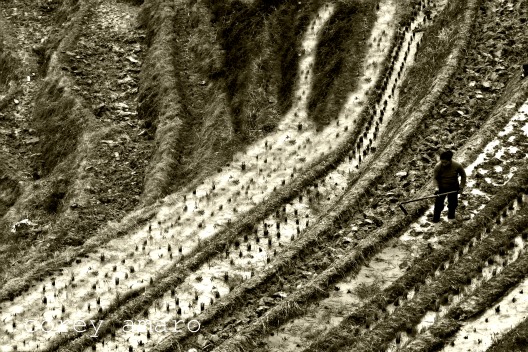 Rice terraced fields longsheng china Rice terraced fields longsheng china
